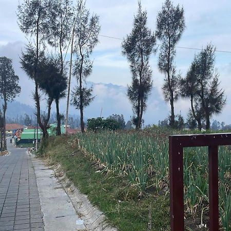 Bromo Semesta Guesthouse Probolinggo Ngoại thất bức ảnh